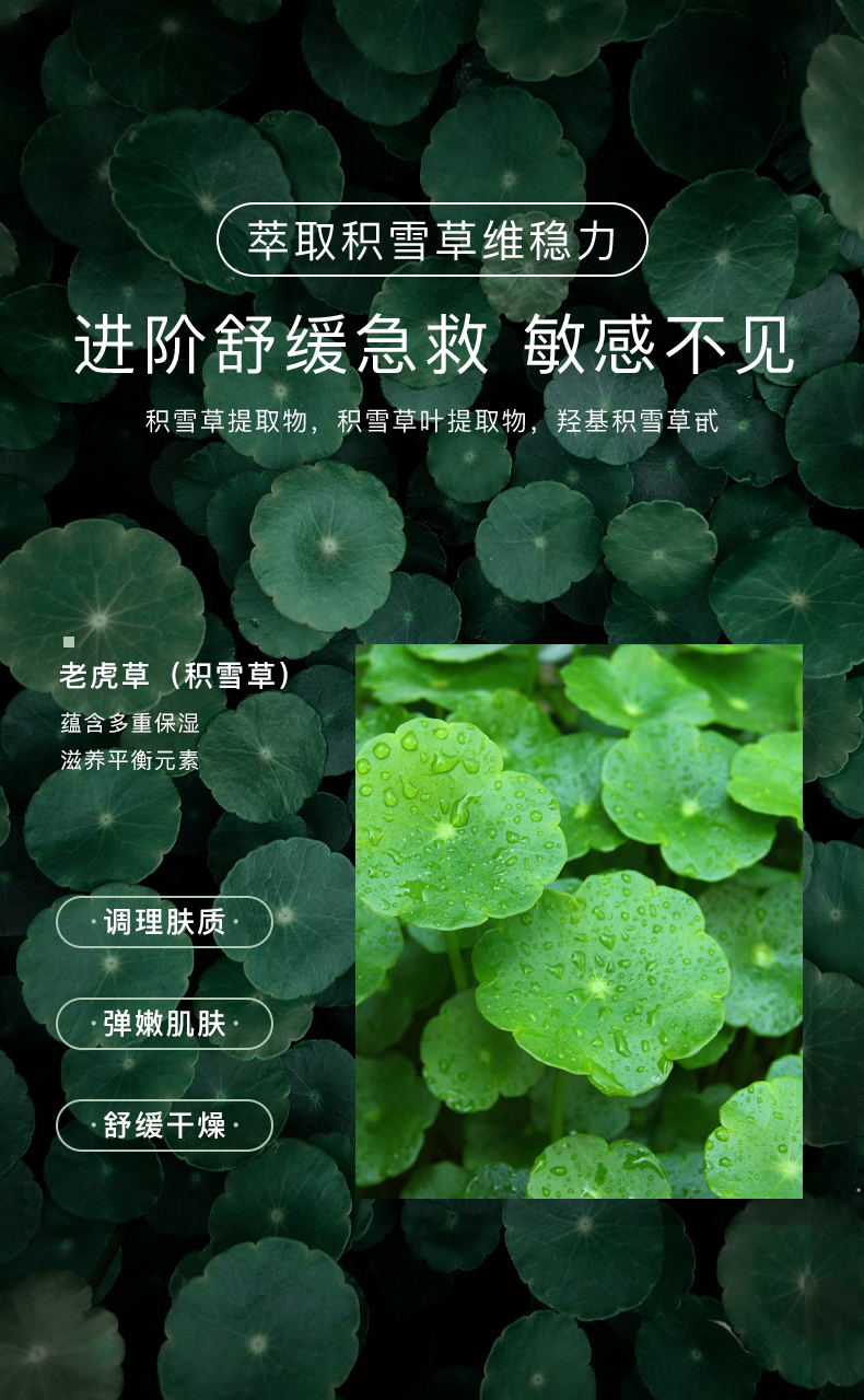 積雪(xuě)草(cǎo)多(duō)效修護面膜_04